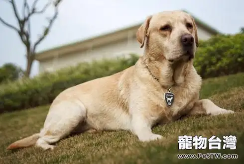 狗狗被主人打後的心理