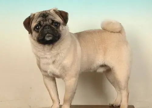 狗狗被主人打後的心理