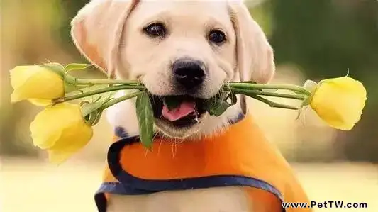 尋回犬是什麼意思