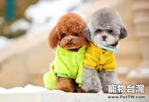 尋回犬是什麼意思