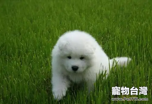 狗狗誤食雞骨頭怎麼辦