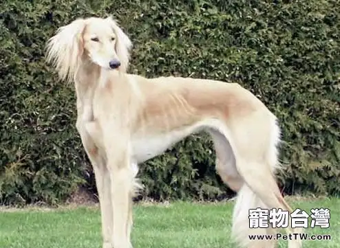 沙克犬價格