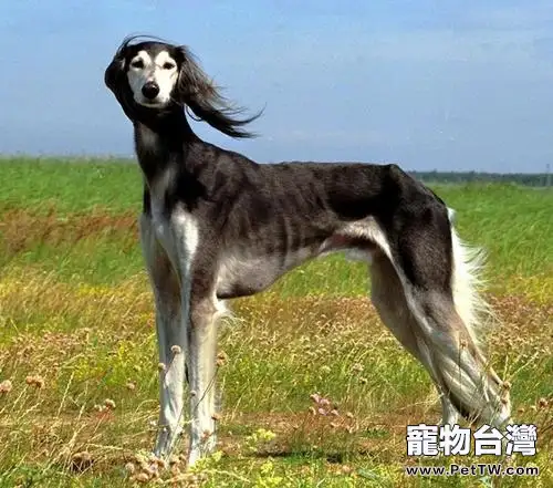 沙克犬價格