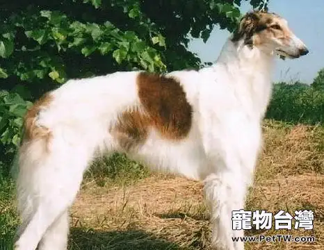 沙克犬價格