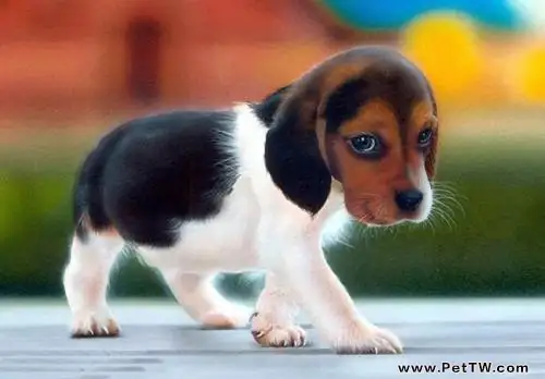 小獵犬吃什麼?小獵犬吃什麼狗糧?(共3張圖片)-寵物台灣
