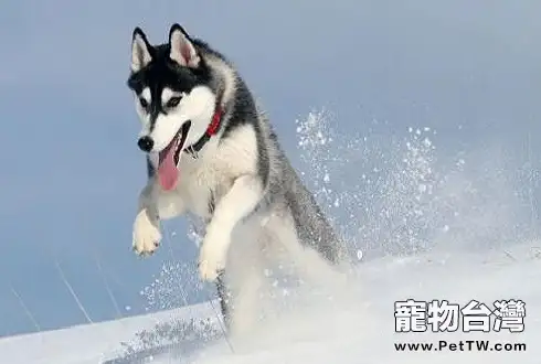 阿拉斯加雪橇犬哈士奇