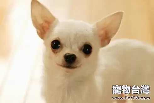 吉娃娃咬人嗎 吉娃娃咬人嗎