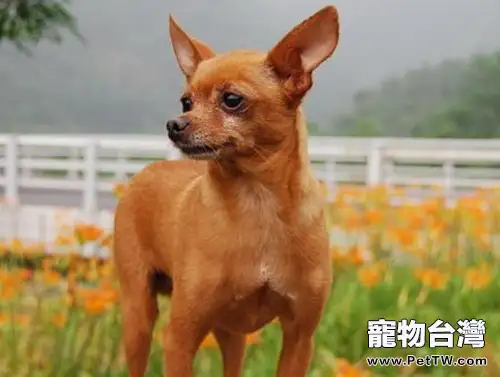 小鹿犬價格