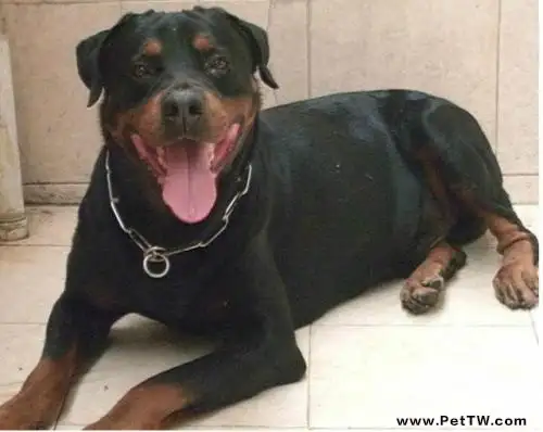 防暴犬厲害嗎?防暴犬是什麼意思?(共3張圖片)-寵物台灣