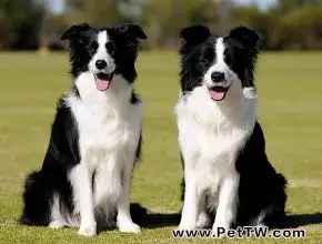 邊境牧羊犬怎麼養