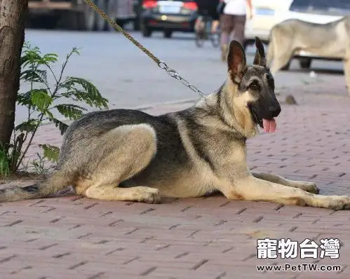 狼青犬的缺點是什麼?狼青犬的缺點(共3張圖片)-寵物台灣