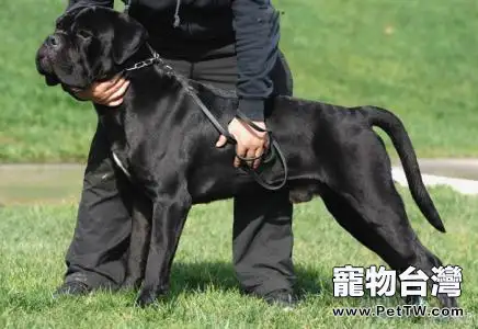 意大利卡斯羅犬家養危險嗎