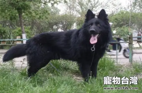黑熊犬厲害嗎