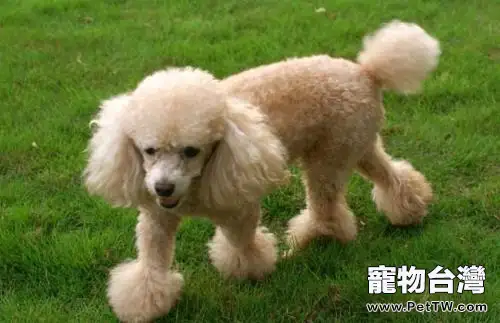 貴賓犬如何餵養