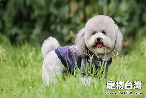 貴賓犬如何餵養