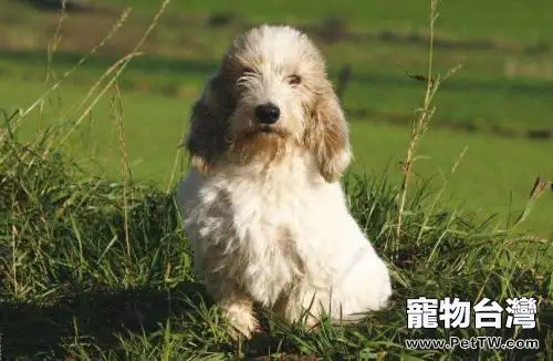 貝吉格芬凡丁犬