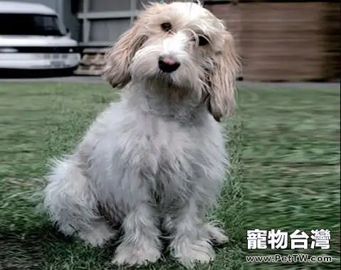 貝吉格芬凡丁犬