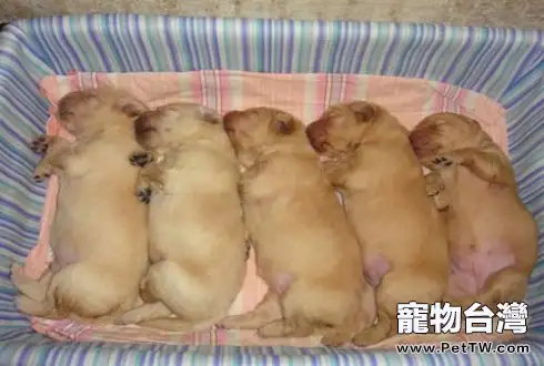 金毛狗多少錢?金毛狗價格(共3張圖片)-寵物台灣