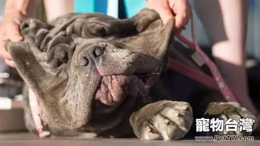 世界最醜狗狗