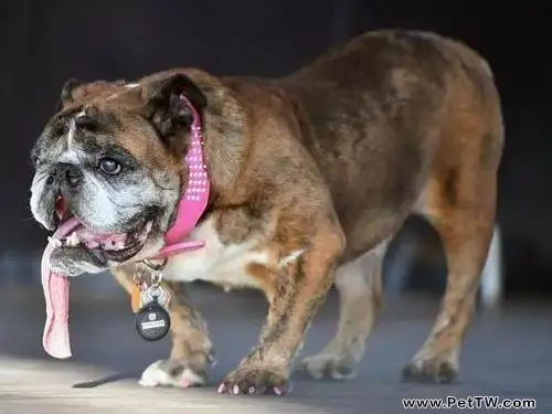 世界最醜狗狗品種，世界最醜狗狗（共3張圖片）-寵物台灣