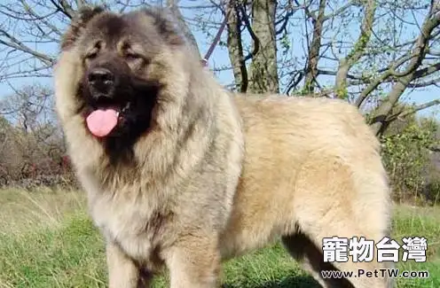 高加索犬價格