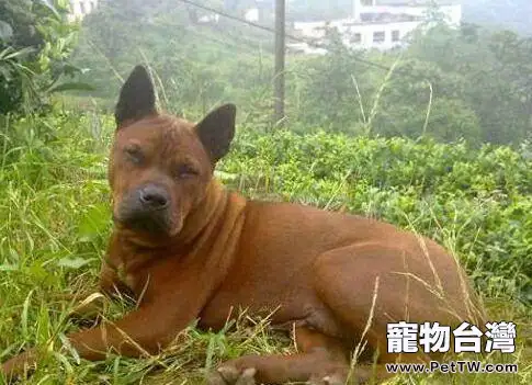 川東獵犬適合家養嗎