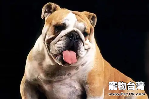 鬥牛犬性格 鬥牛犬性格