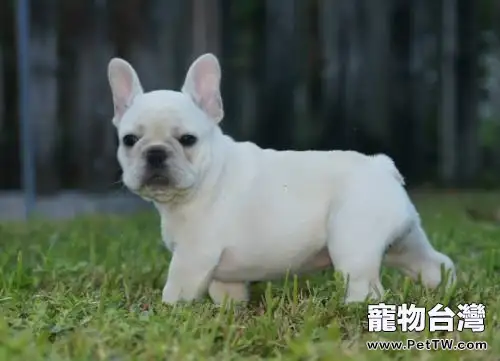 鬥牛犬性格怎麼樣？鬥牛犬性格介紹（共3張圖片）-寵物台灣