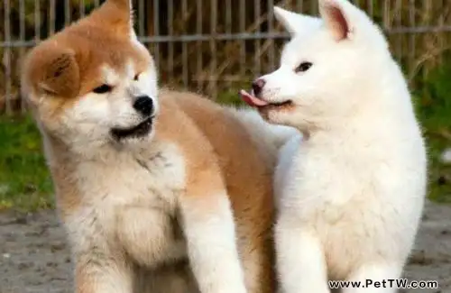秋田犬價格多少?秋田犬價格(共3張圖片)-寵物台灣