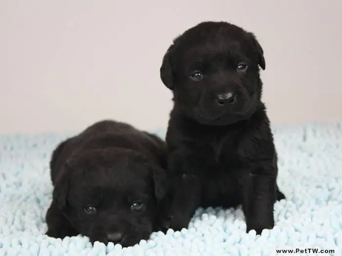 拉布拉多好養嗎