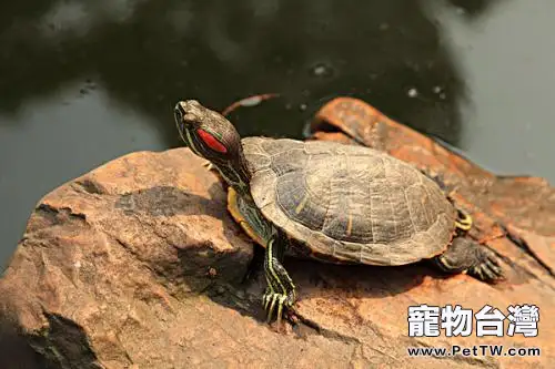 巴西龜飼養