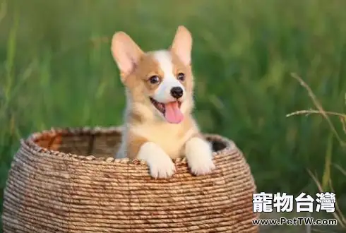 柯基犬價格多少?柯基犬價格(共3張圖片)-寵物台灣