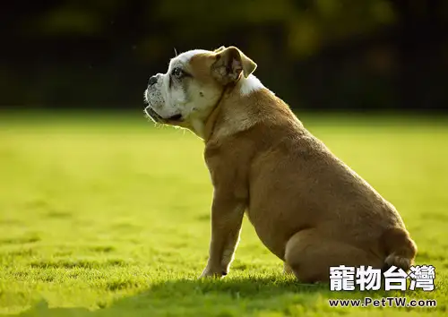 家庭養狗必備常用藥