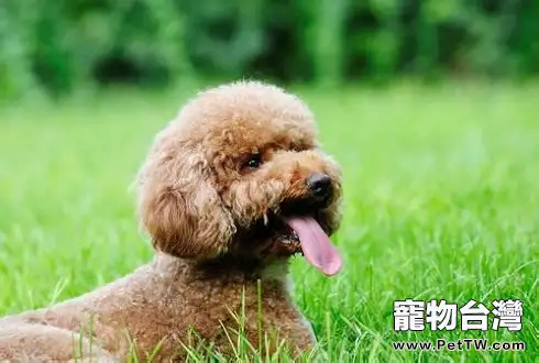 泰迪犬訓練方法