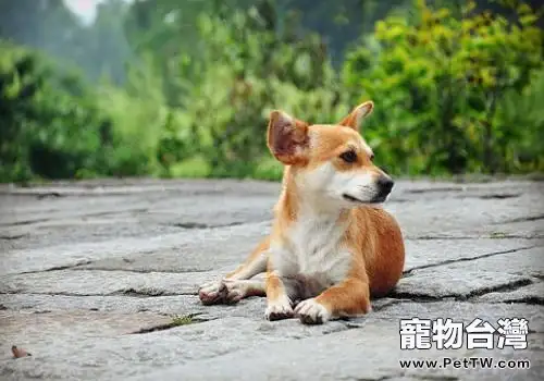 狗狗鉤蟲病有什麼症狀