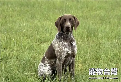 指示犬是什麼意思