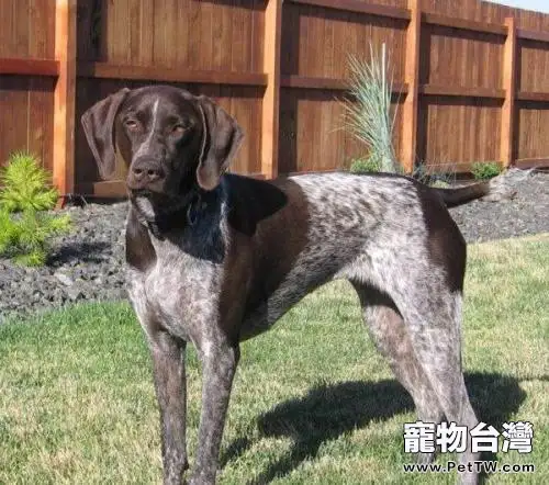 指示犬是什麼意思