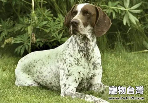 指示犬是什麼意思