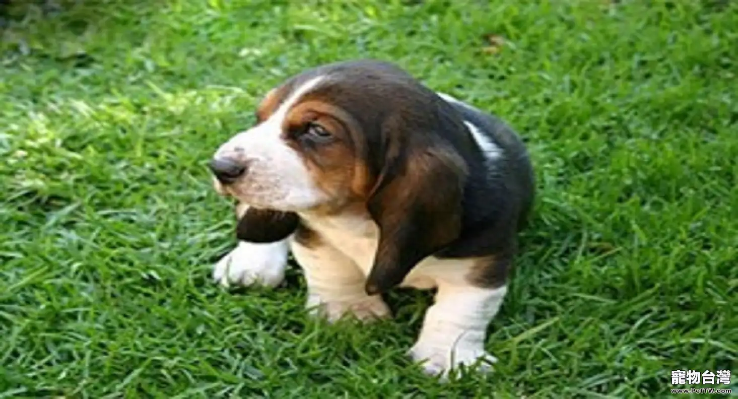 巴吉度犬適合家養嗎？巴吉度犬怎麼樣？（共2張圖片）-寵物台灣