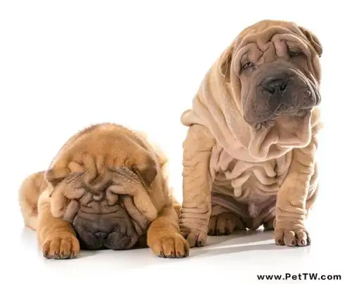 沙皮狗怎麼養護？沙皮狗的養法（共3張圖片）-寵物台灣