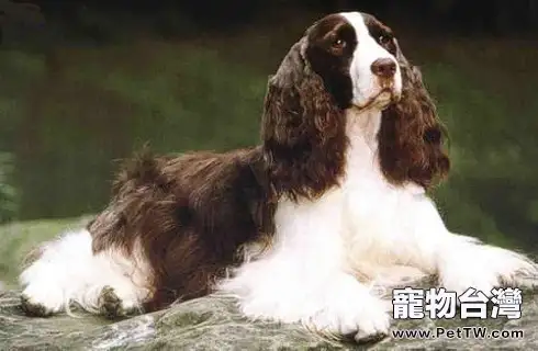 史賓格犬怎麼看純不純?純種史賓格犬有什麼特徵?(共3張圖片)-寵物台灣