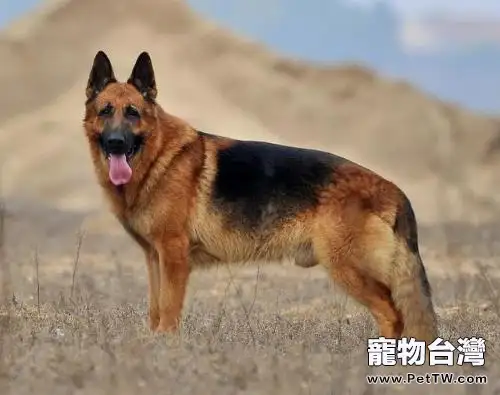 昆明犬好還是德牧好