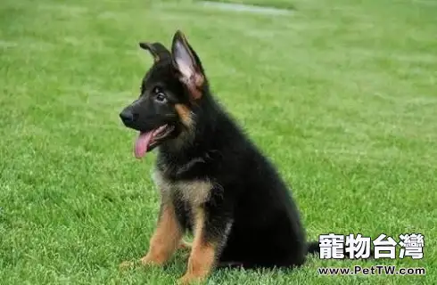 昆明犬好還是德牧好?昆明犬和德牧的區別(共3張圖片)-寵物台灣