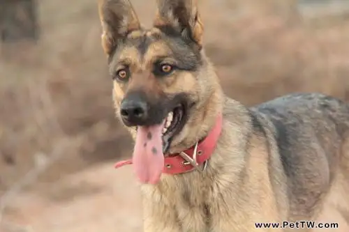 昆明犬好還是德牧好