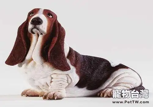 巴吉度智商