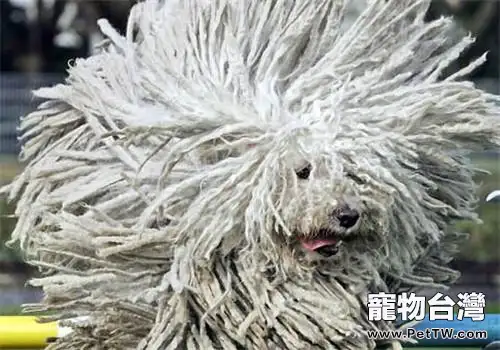 可蒙犬為什麼禁養