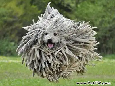 可蒙犬為什麼禁養？可蒙犬介紹（共3張圖片）-寵物台灣