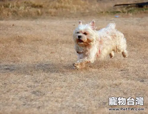 澳洲絲毛梗好養嗎