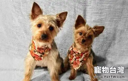 澳洲絲毛梗好養嗎