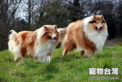 蘇格蘭牧羊犬怎麼飼養？蘇格蘭牧羊犬飼養方法（共3張圖片）-寵物台灣